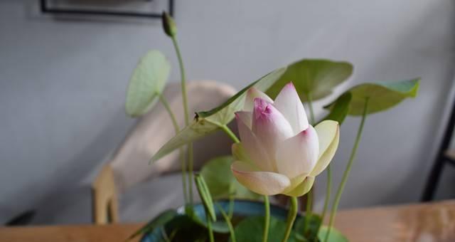 碗莲多久能开花?如何加速碗莲开花过程?