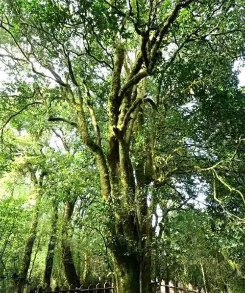 茶树是乔木还是灌木植物？如何区分茶树的类型？
