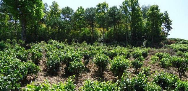 茶树是乔木还是灌木植物?如何区分茶树的类型?