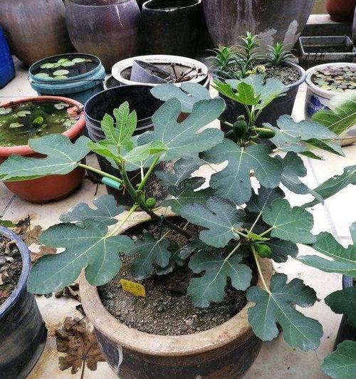 无花果多久浇一次水?如何正确进行浇水管理?