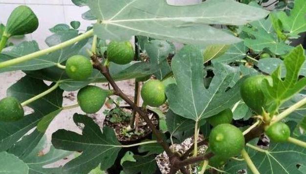 无花果多久浇一次水？如何正确进行浇水管理？