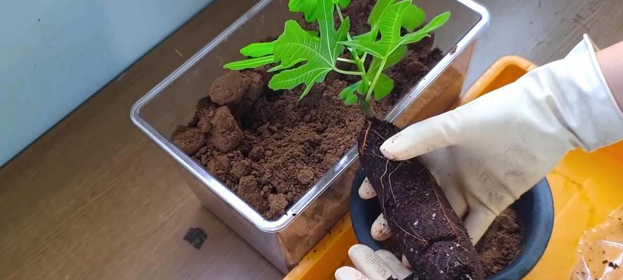 无花果多久浇一次水？如何正确进行浇水管理？