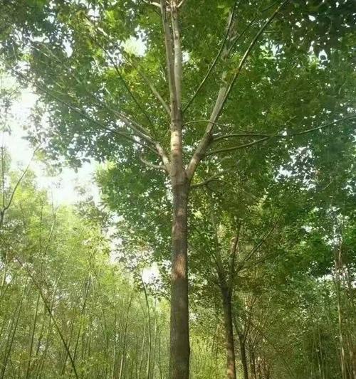 对节白蜡配土方法是什么?种植土壤有何讲究?