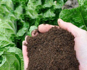 对节白蜡配土方法是什么？种植土壤有何讲究？