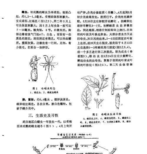 对节白蜡配土方法是什么？种植土壤有何讲究？