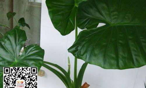 水观音花有毒吗？如何安全养护？