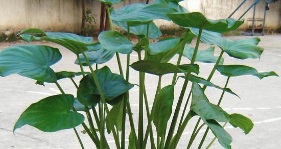 水观音花有毒吗？如何安全养护？