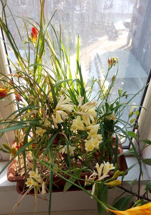 水观音花有毒吗？如何安全养护？