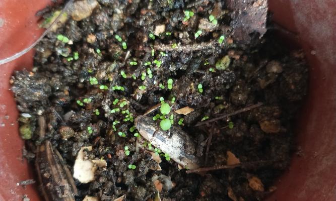 万寿菊发芽不顺利怎么办?快速发芽的秘诀是什么? 万寿菊发芽不顺利怎么办?快速发芽的秘诀是什么?