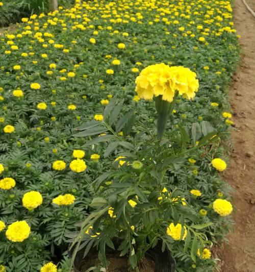 万寿菊发芽不顺利怎么办?快速发芽的秘诀是什么? 万寿菊发芽不顺利怎么办?快速发芽的秘诀是什么?