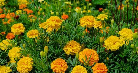 万寿菊发芽不顺利怎么办?快速发芽的秘诀是什么? 万寿菊发芽不顺利怎么办?快速发芽的秘诀是什么?