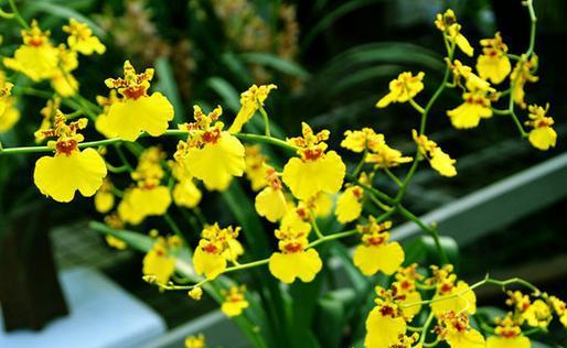 文心兰耐寒多少度?如何在冬季保护文心兰?