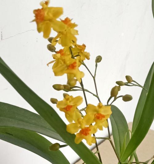 文心兰耐寒多少度？如何在冬季保护文心兰？