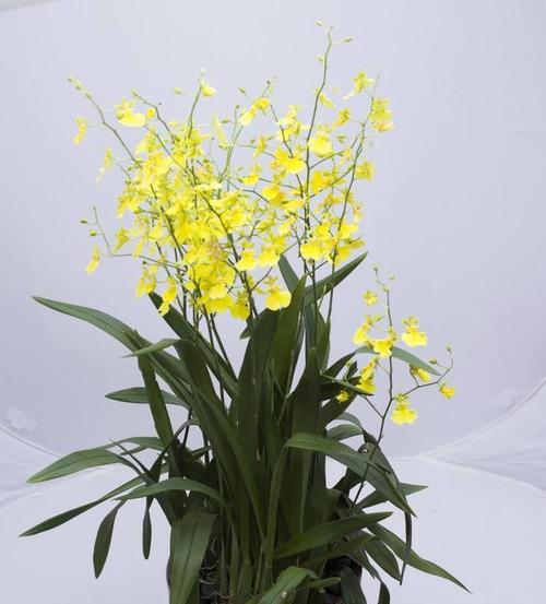 文心兰耐寒多少度？如何在冬季保护文心兰？