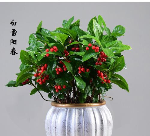 金玉满堂开花秘诀是什么?如何正确养护以促进开花? 金玉满堂开花秘诀是什么?如何正确养护以促进开花?