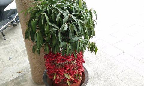 金玉满堂开花秘诀是什么?如何正确养护以促进开花? 金玉满堂开花秘诀是什么?如何正确养护以促进开花?