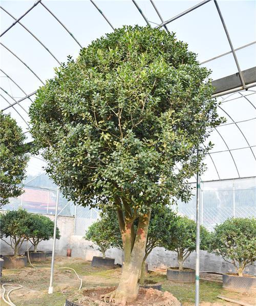 金玉满堂开花秘诀是什么?如何正确养护以促进开花? 金玉满堂开花秘诀是什么?如何正确养护以促进开花?