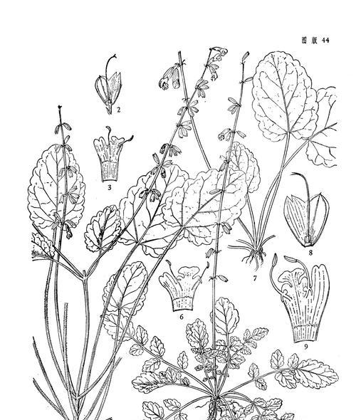 鼠尾草修剪方法是什么？如何正确修剪以促进生长？