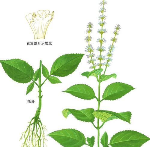 鼠尾草修剪方法是什么？如何正确修剪以促进生长？