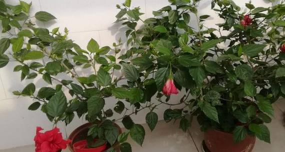 扶桑花繁殖方法有哪些？繁殖过程中需要注意什么？