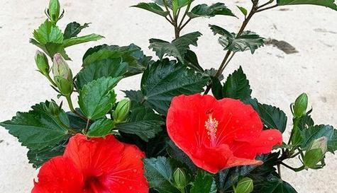 扶桑花繁殖方法有哪些？繁殖过程中需要注意什么？