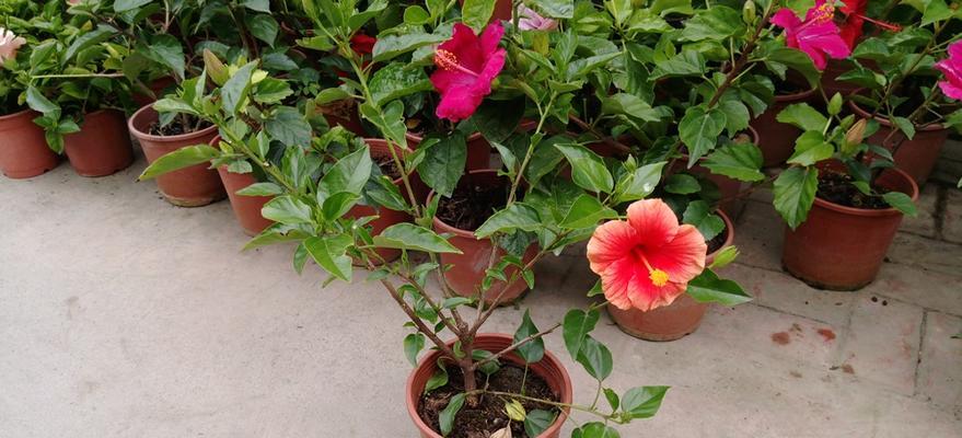 扶桑花繁殖方法有哪些？繁殖过程中需要注意什么？