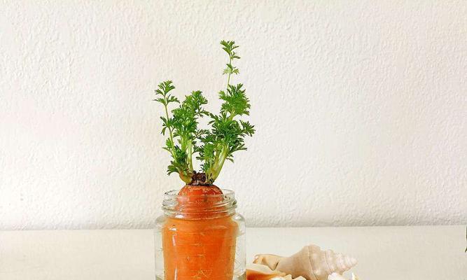 胡萝卜发芽需要多长时间？如何快速发芽？