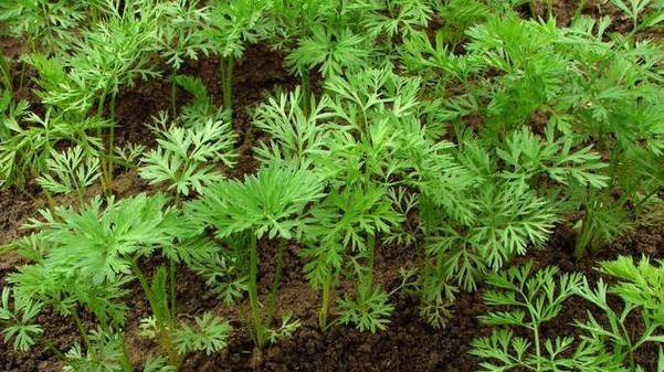 胡萝卜发芽需要多长时间？如何快速发芽？