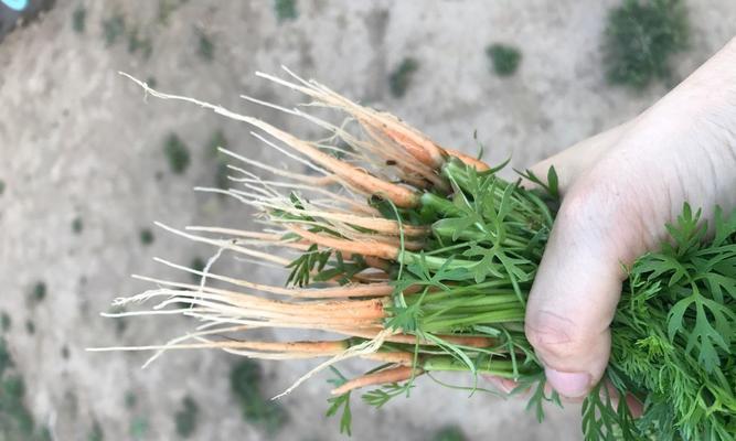 胡萝卜发芽需要多长时间？如何快速发芽？