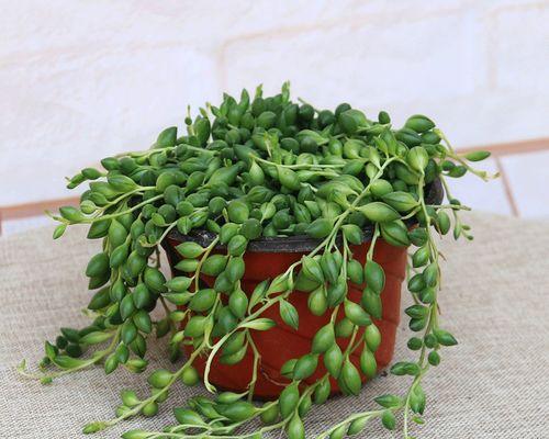 情人泪怎么养才能珠大？有哪些养珠技巧？