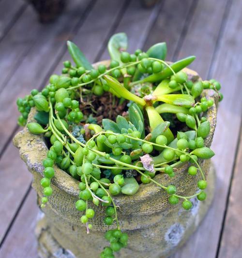 情人泪怎么养才能珠大？有哪些养珠技巧？