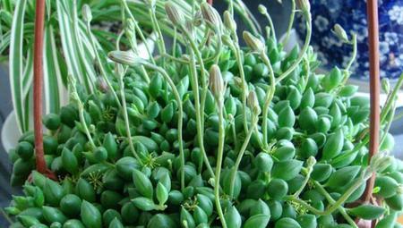 情人泪怎么养才能珠大？有哪些养珠技巧？