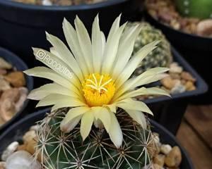 仙人掌属于种子植物吗?它们的繁殖方式有哪些? 仙人掌属于种子植物吗?它们的繁殖方式有哪些?