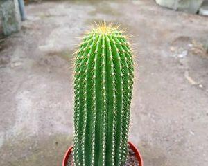 仙人掌属于种子植物吗？它们的繁殖方式有哪些？