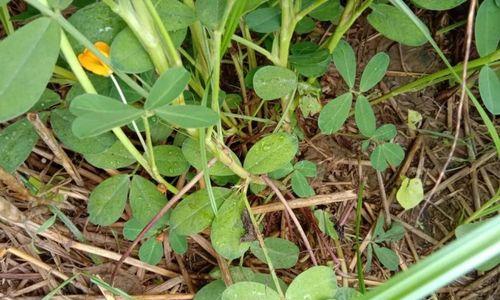 黑花生有哪些神奇的功效与作用？如何正确食用以发挥其最大效果？