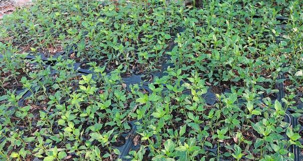 黑花生有哪些神奇的功效与作用?如何正确食用以发挥其最大效果? 黑花生有哪些神奇的功效与作用?如何正确食用以发挥其最大效果?