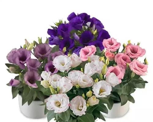 洋桔梗是多年生还是年生植物?如何区分洋桔梗的生命周期? 洋桔梗是多年生还是年生植物?如何区分洋桔梗的生命周期?