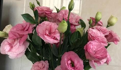 洋桔梗是多年生还是年生植物？如何区分洋桔梗的生命周期？