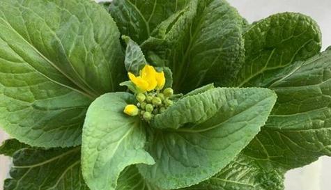 大白菜的形状是怎样的？常见问题解答