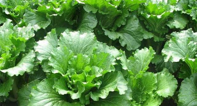 大白菜的形状是怎样的?常见问题解答 大白菜的形状是怎样的?常见问题解答