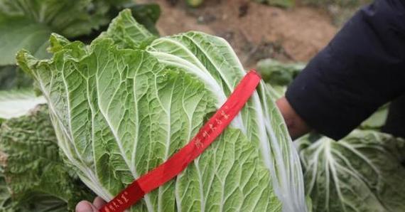 大白菜的形状是怎样的?常见问题解答 大白菜的形状是怎样的?常见问题解答