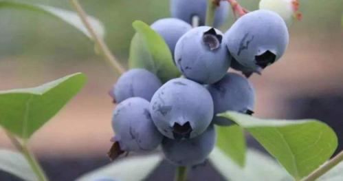 蓝莓在冬天的抗寒能力如何？如何确保其安全过冬？