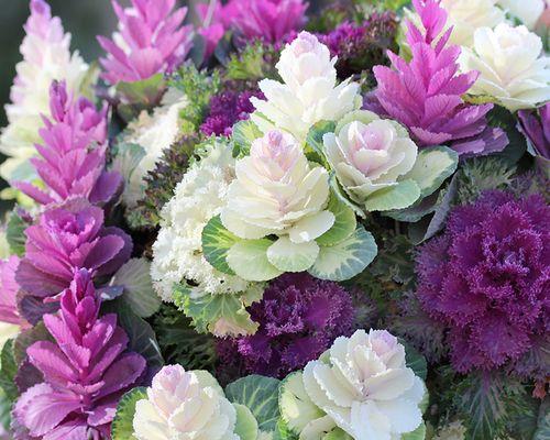 蓝莓在冬天的抗寒能力如何？如何确保其安全过冬？