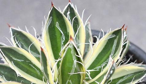 蓝莓在冬天的抗寒能力如何？如何确保其安全过冬？