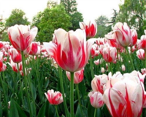 水仙花有种子吗？如何正确种植水仙花？