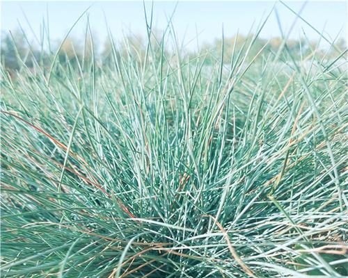 蓝羊茅是多年生植物吗？它的生长周期有多长？