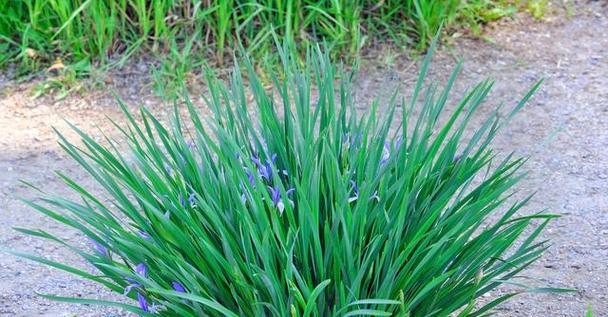 蓝羊茅是多年生植物吗？它的生长周期有多长？