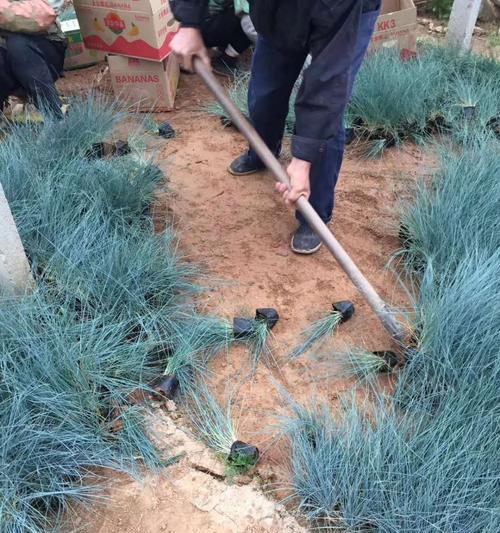 蓝羊茅是多年生植物吗？它的生长周期有多长？