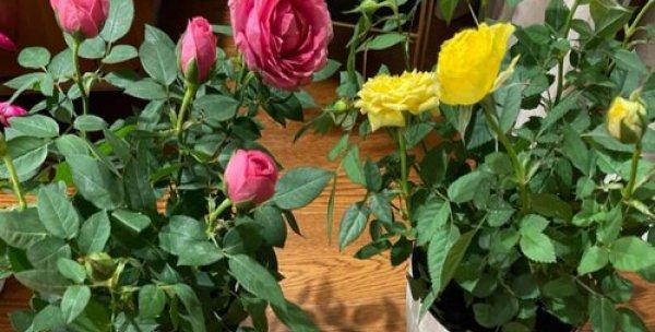 肉汤浇花的好处是什么?哪些花卉适合用肉汤作为肥料? 肉汤浇花的好处是什么?哪些花卉适合用肉汤作为肥料?