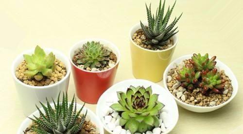 肉汤浇花的好处是什么?哪些花卉适合用肉汤作为肥料? 肉汤浇花的好处是什么?哪些花卉适合用肉汤作为肥料?